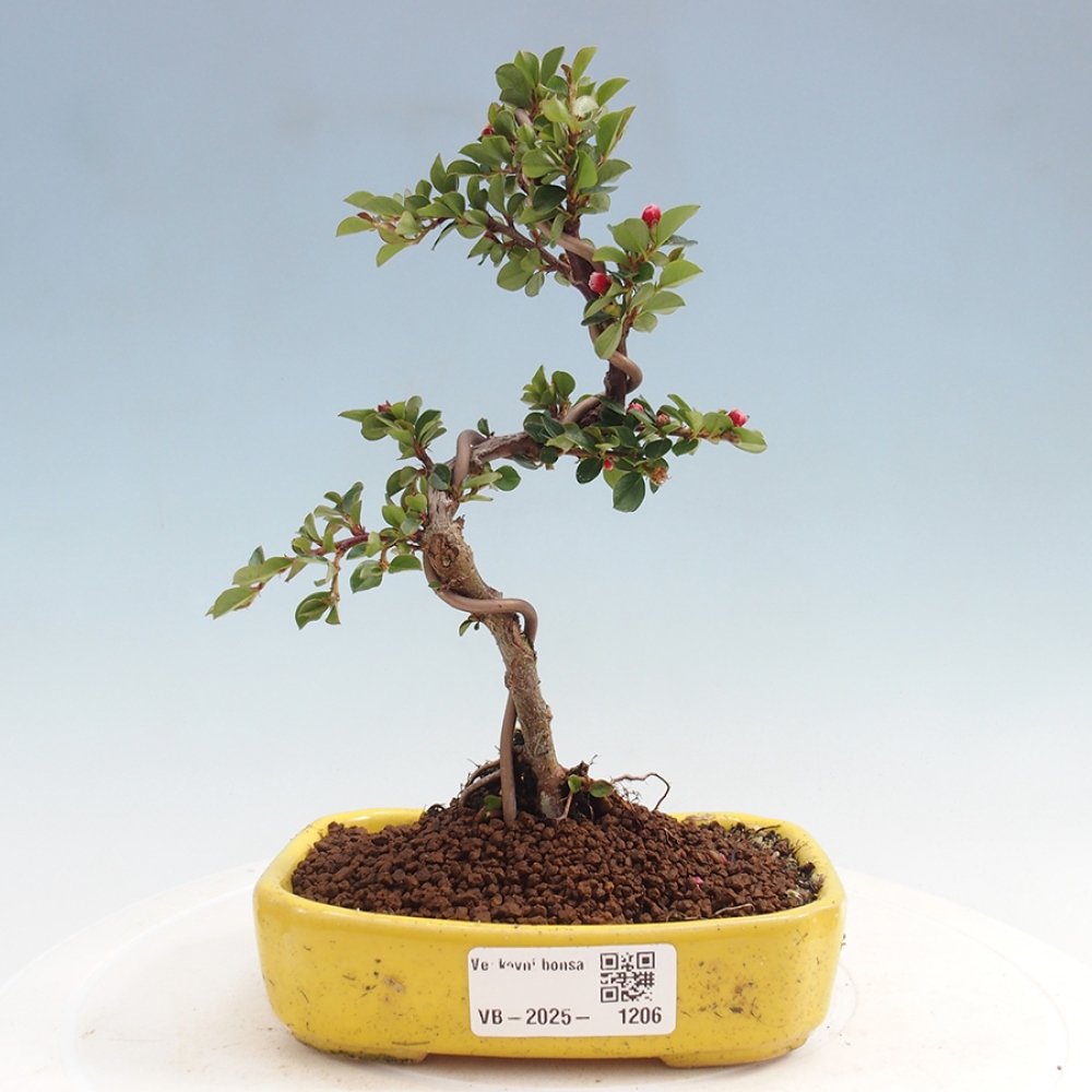 Vonkajší bonsai - Cotoneaster horizontalis - Skalník