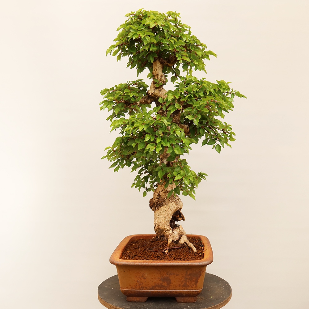 Vonkajší bonsai -Carpinus Coreana - Hrab kórejský