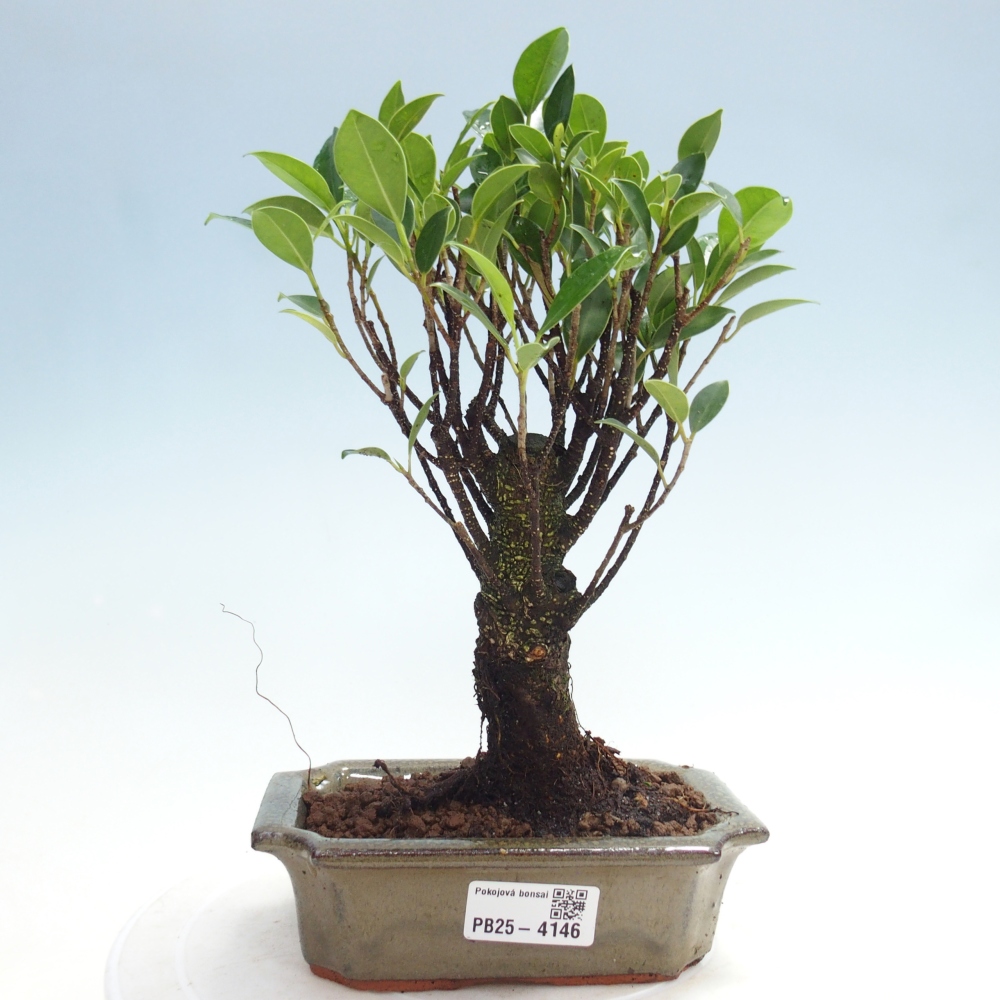 Izbová bonsai - Ficus retusa - malolistý fikus