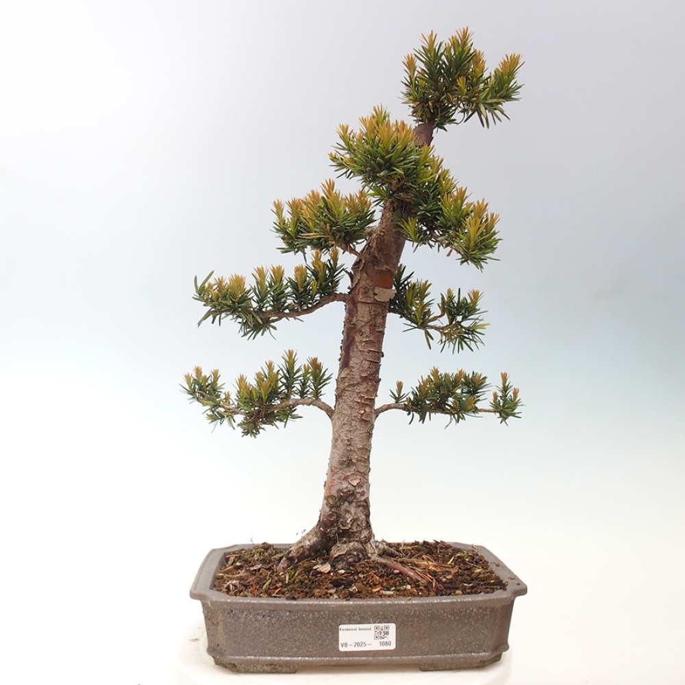 Vonkajší bonsai - Taxus cuspidata - Tis japonský