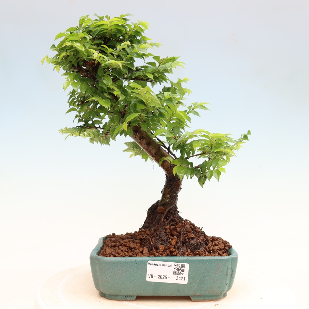 Vonkajšie bonsaje – Ulmus Jacqueline Hillier – jaseň nádherný