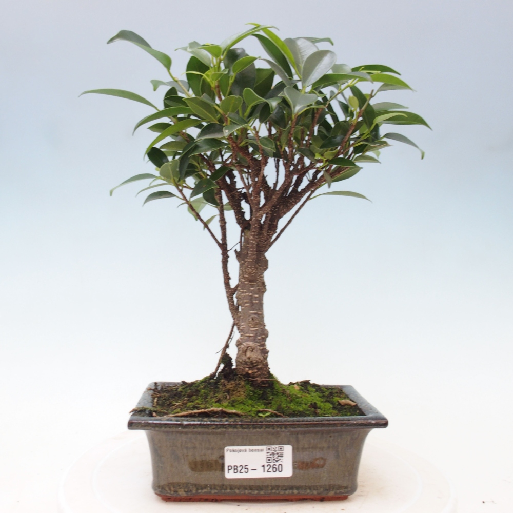 Izbová bonsai - Ficus retusa - malolistý fikus
