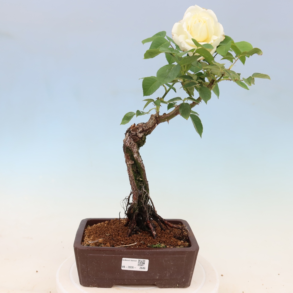 Vonkajšie bonsaje – Rosa Kordes – ruže