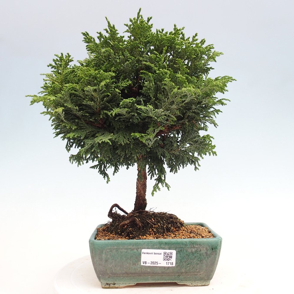Vonkajší bonsai - Cham.pis Parslori - Cyprus