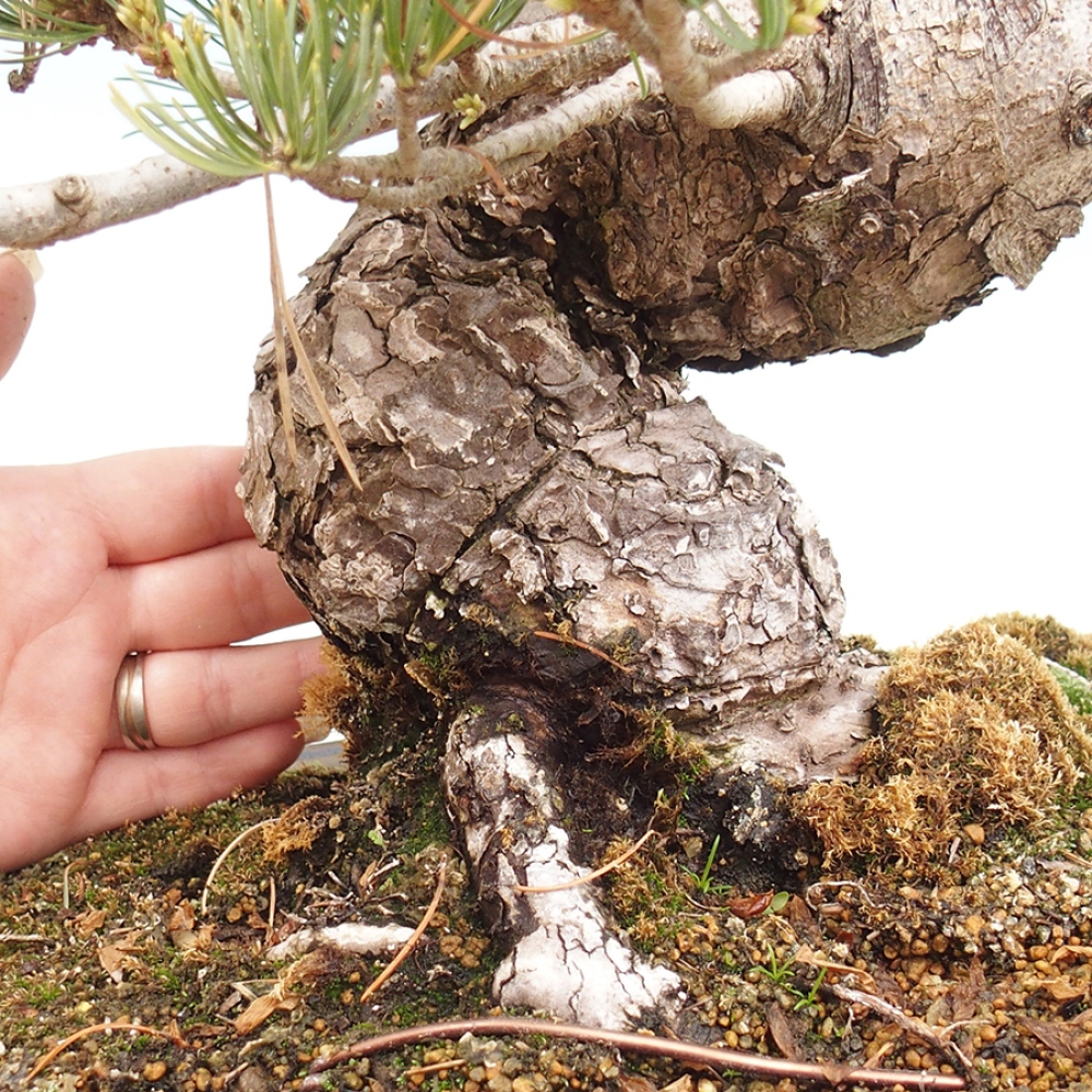 Vonkajšie bonsaje - Pinus parviflora - Pinus parviflora