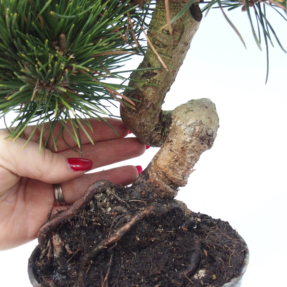 Vonkajšie bonsaje - Pinus thunbergii senjyumaru - borovica Thunbergova