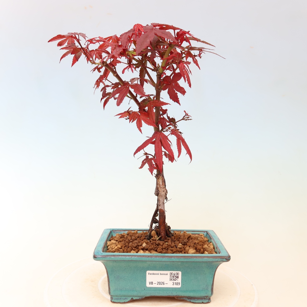 Vonkajší bonsai – javor dlaňolistý – Acer palmatum Berry Broom 