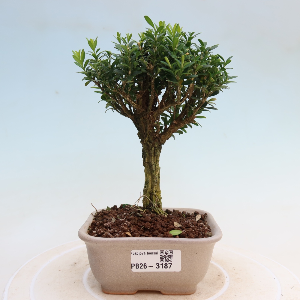 Izbové bonsaje - Buxus harlandii - korkový buxus