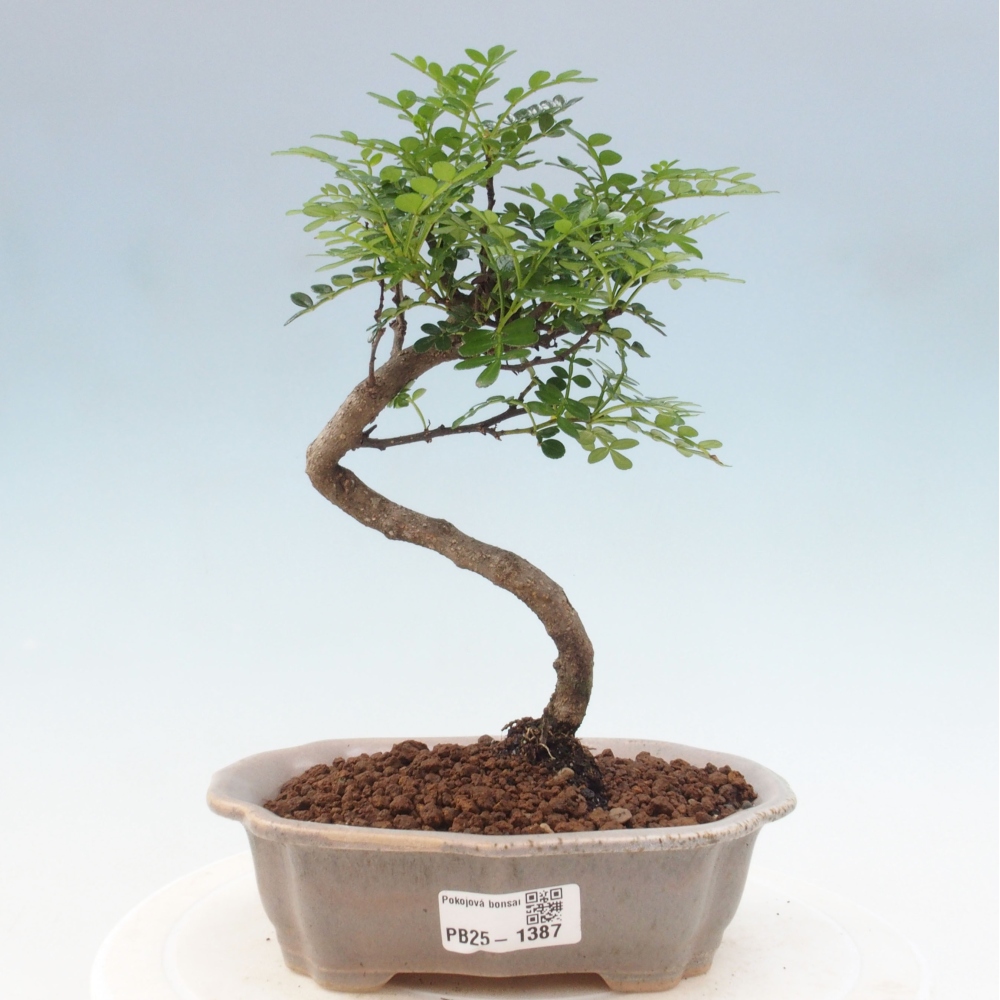 Izbová bonsai - Zantoxylum piperitum - piepor