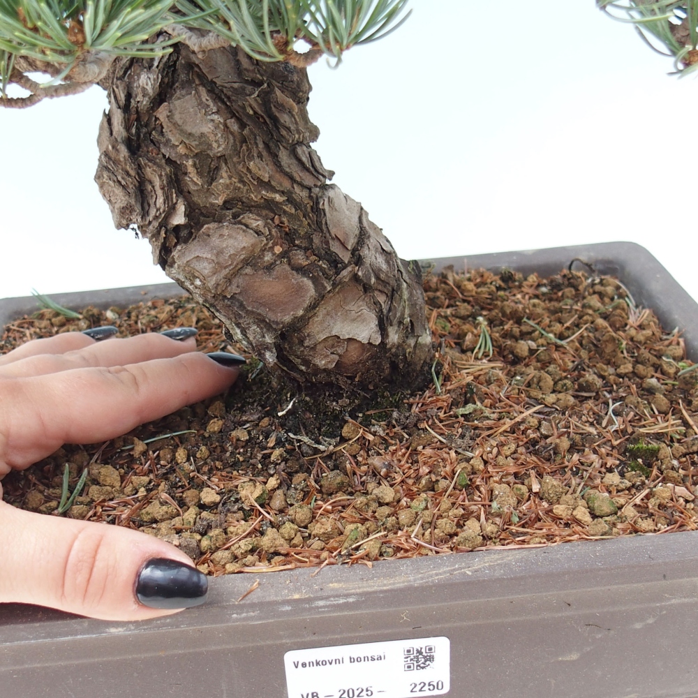 Vonkajšie bonsai - Pinus parviflora - Borovica drobnokvetá