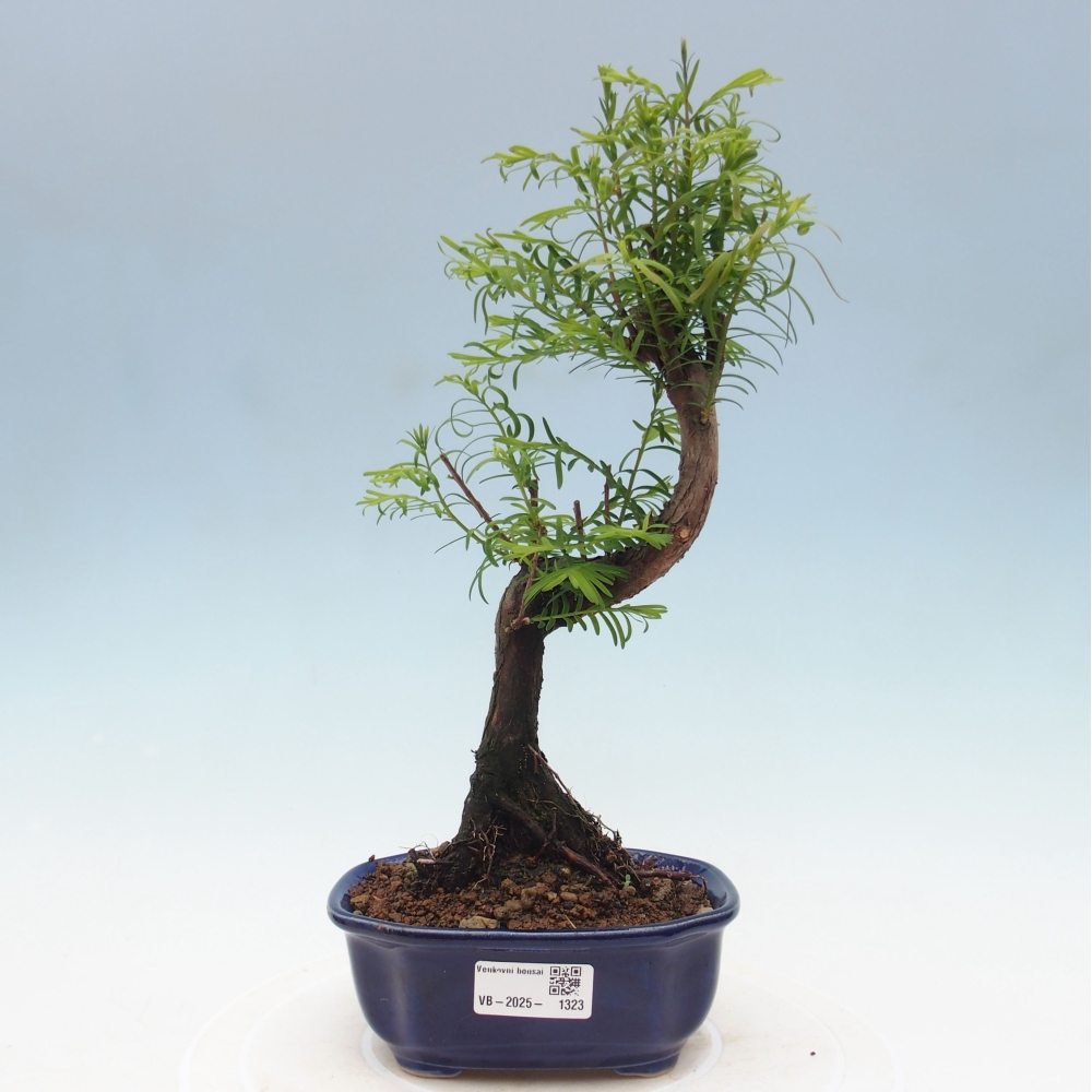 Vonkajšie bonsai - Metasequoia glyptostroboides - Metasekvoja Čínska