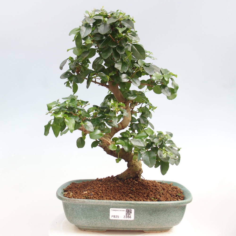 Izbová bonsai -Ligustrum chinensis - Vtáčí zob