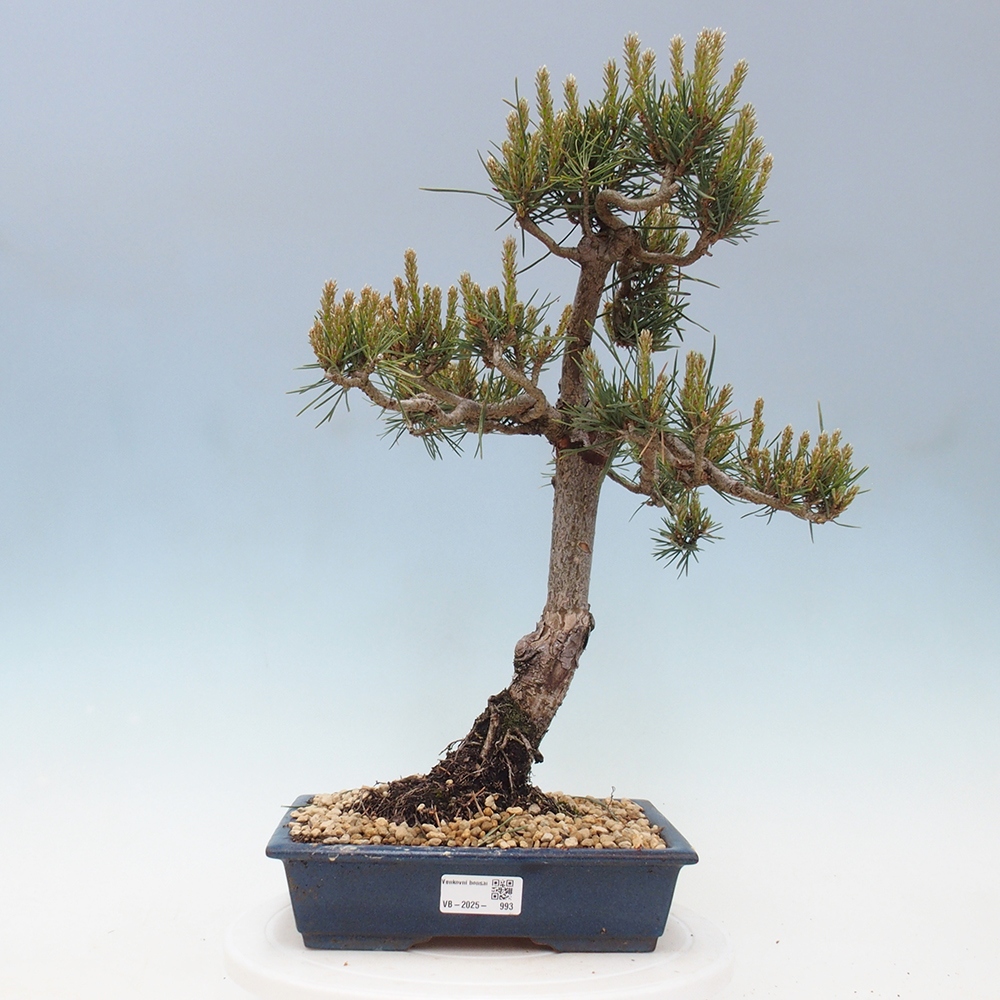 Vonkajšie bonsai - Pinus Sylvestris - Borovica lesná