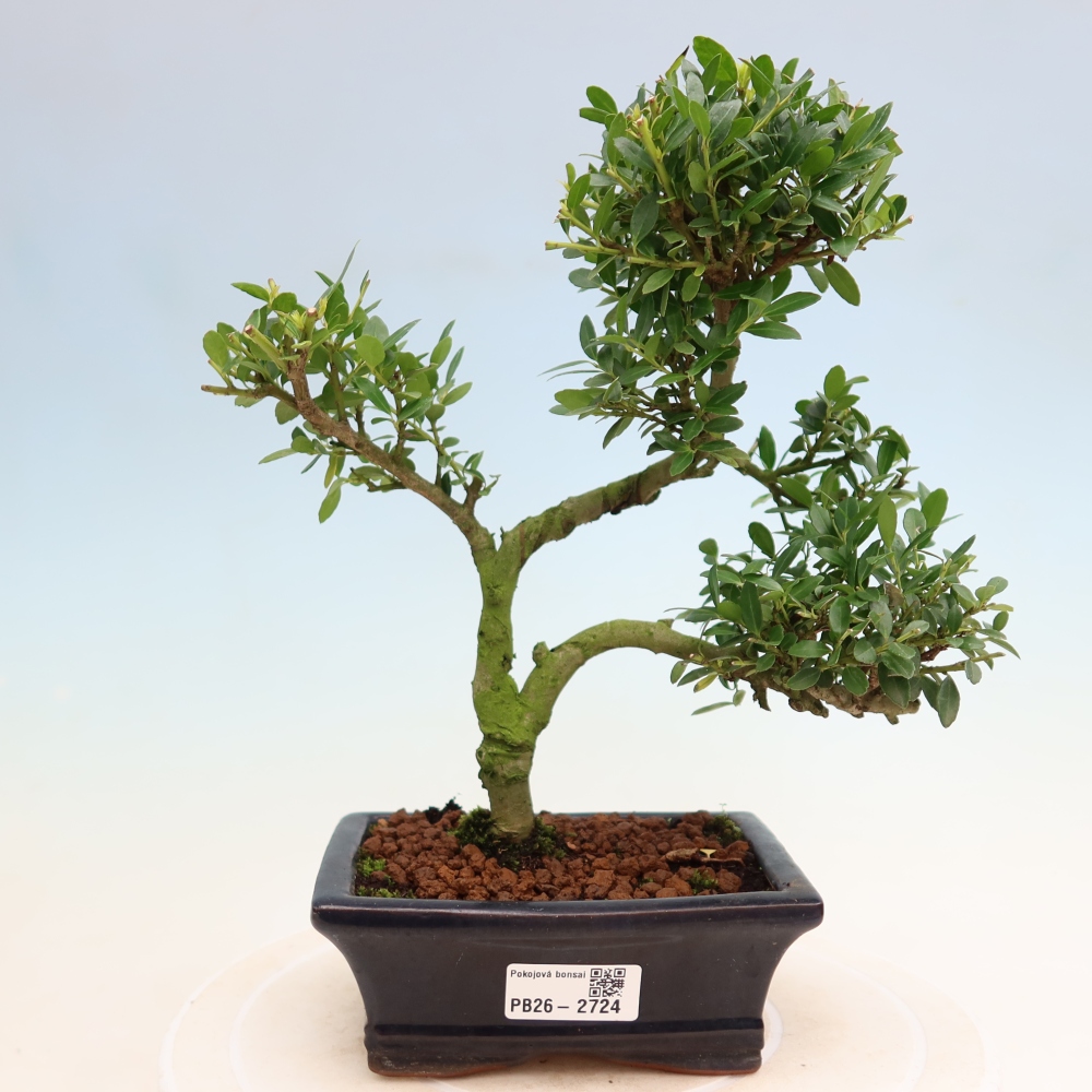 Izbový bonsaj - Ilex crenata - Cesmína