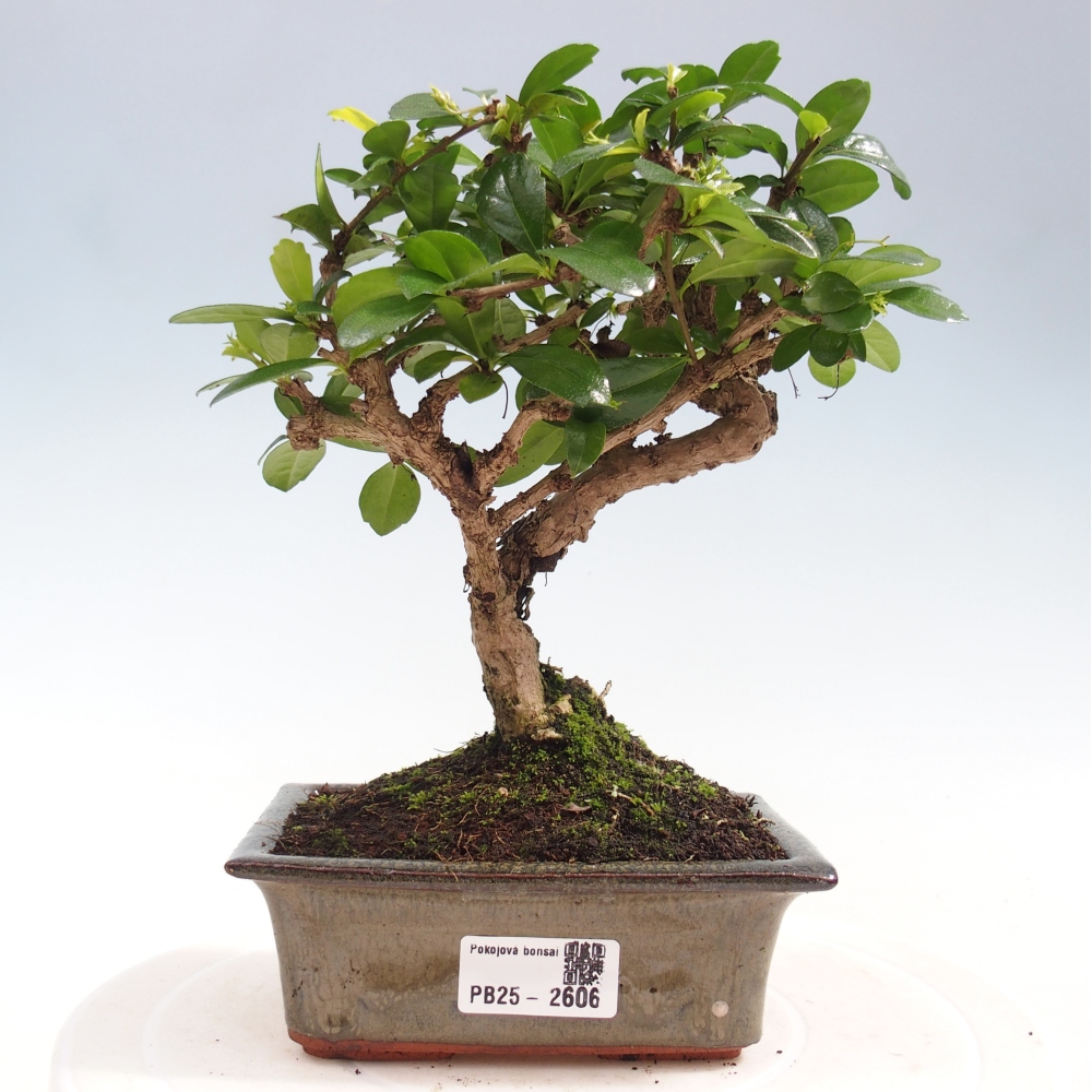 Izbová bonsai - Carmona macrophylla - Čaj fuki