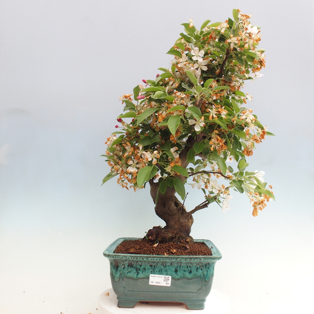 Vonkajší bonsai -Malus halliana - Maloplodá jabloň
