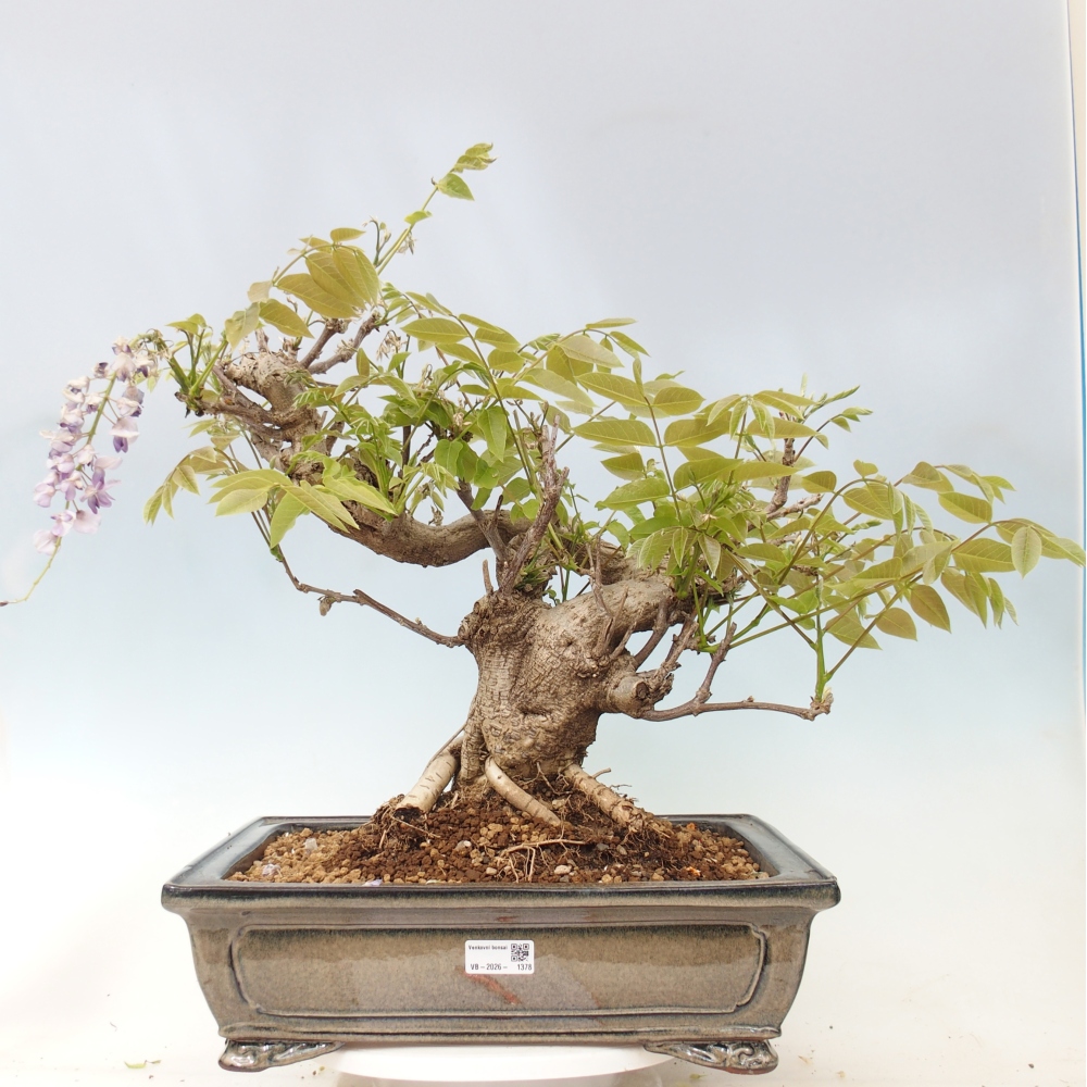 Vonkajšie bonsaje - Wisteria floribunda