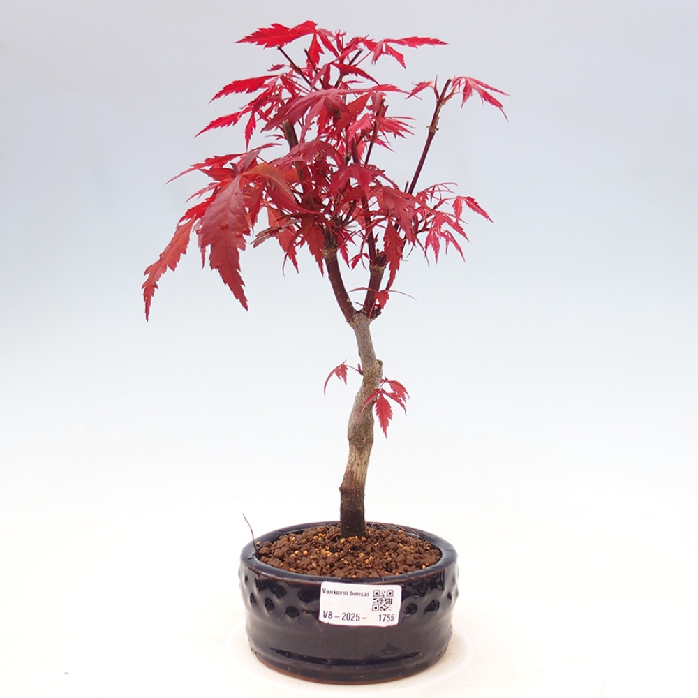 Vonkajší bonsai - Acer palm. Atropurpureum-Javor dlanitolistý