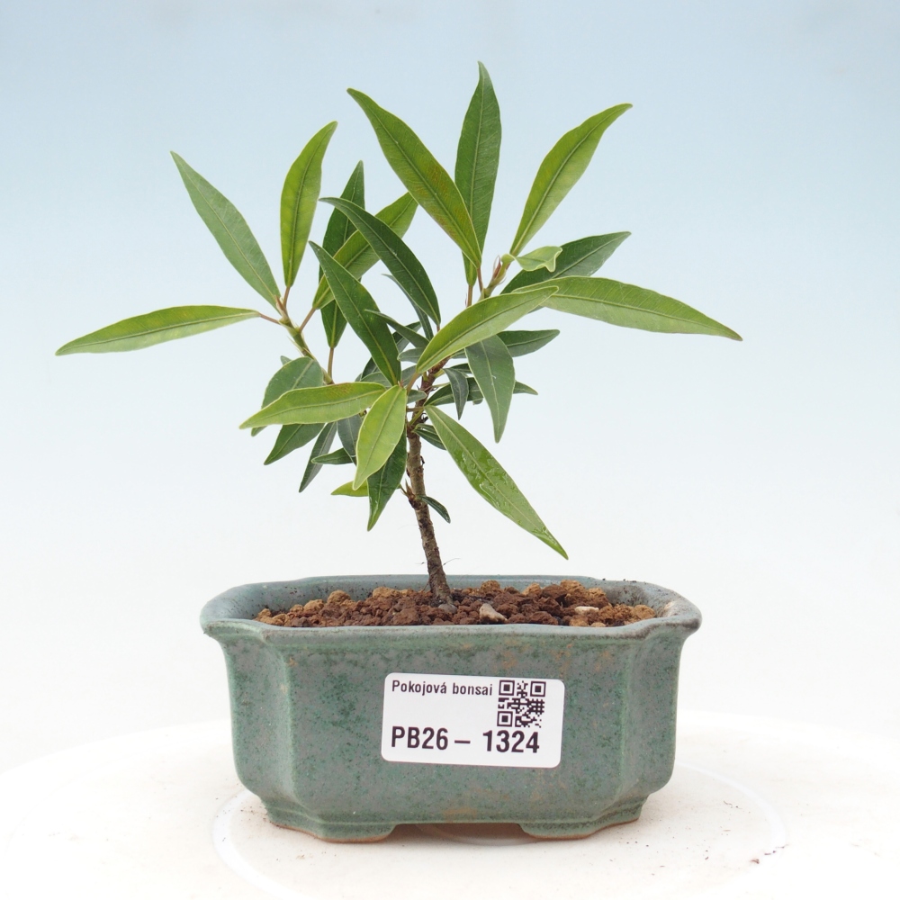 Izbové bonsaje - Ficus nerifolia - fíkus drobnolistý