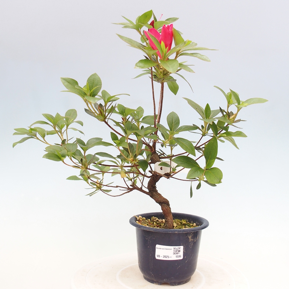 Vonkajší bonsai - Japonská azalka - Azalea Saien