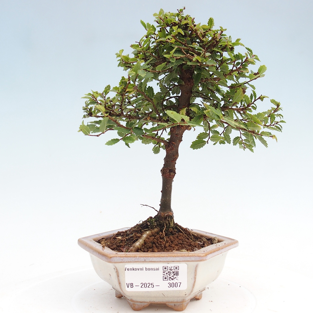 Vonkajší bonsai - Ulmus parvifolia Sagei - Malolistý brest