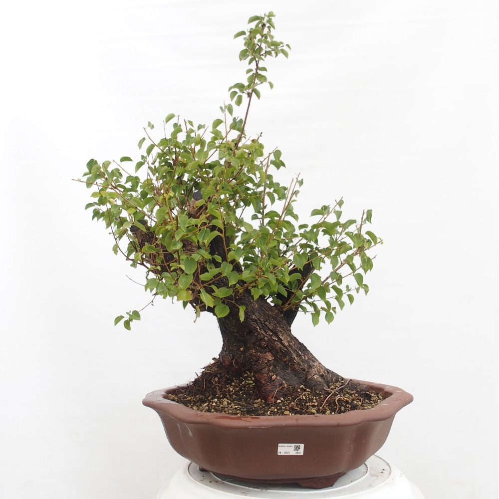 Vonkajšie bonsai - Mahalebka - Prunus mahalieb