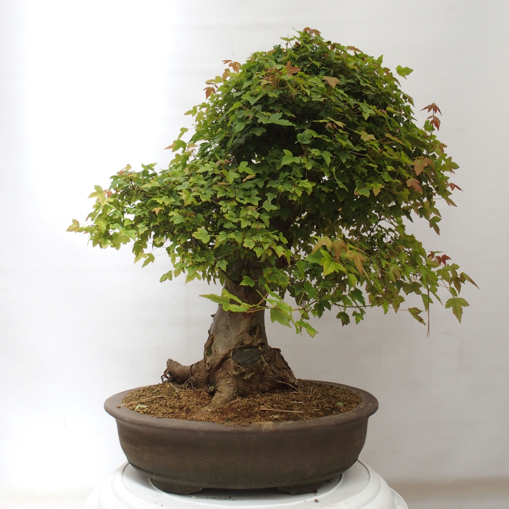 Vonkajšie bonsai - Javor Buergerianum - Javor Burgerův