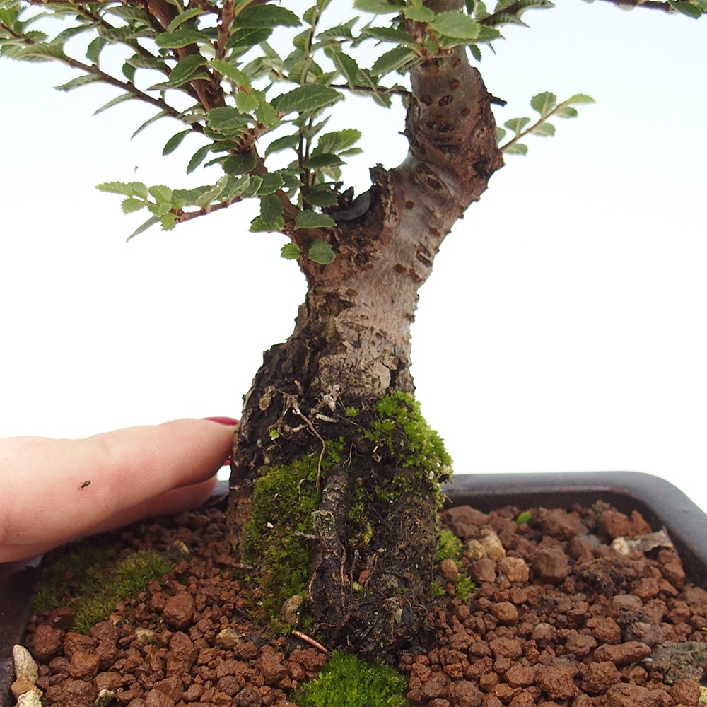 Vonkajší bonsai - Ulmus parvifolia Hokkaido - brest Čínsky
