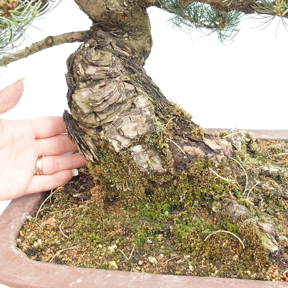 Vonkajšie bonsaje - Pinus parviflora - Pinus parviflora