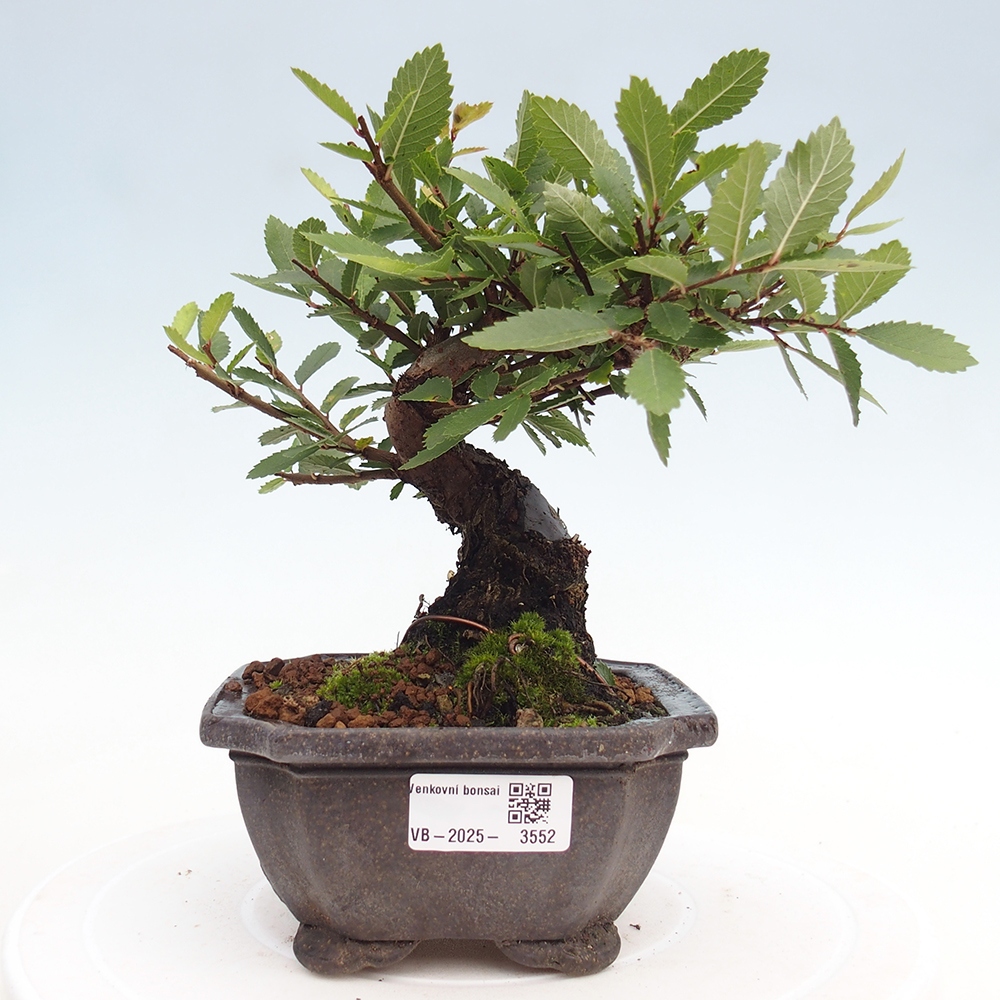 Vonkajšie bonsaje - Zelkova - Zelkova NIRE