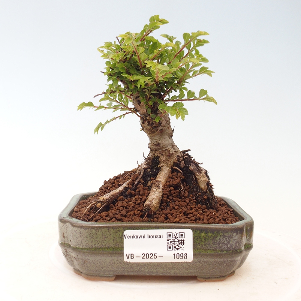 Vonkajší bonsai - Ulmus parvifolia Sagei - Malolistý brest