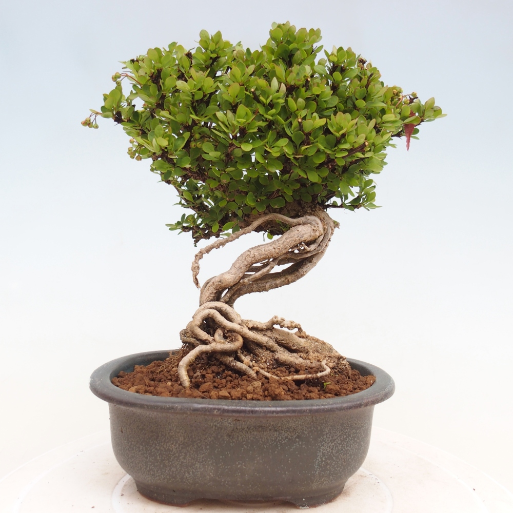 Vonkajšie bonsaje - Berberis coreana