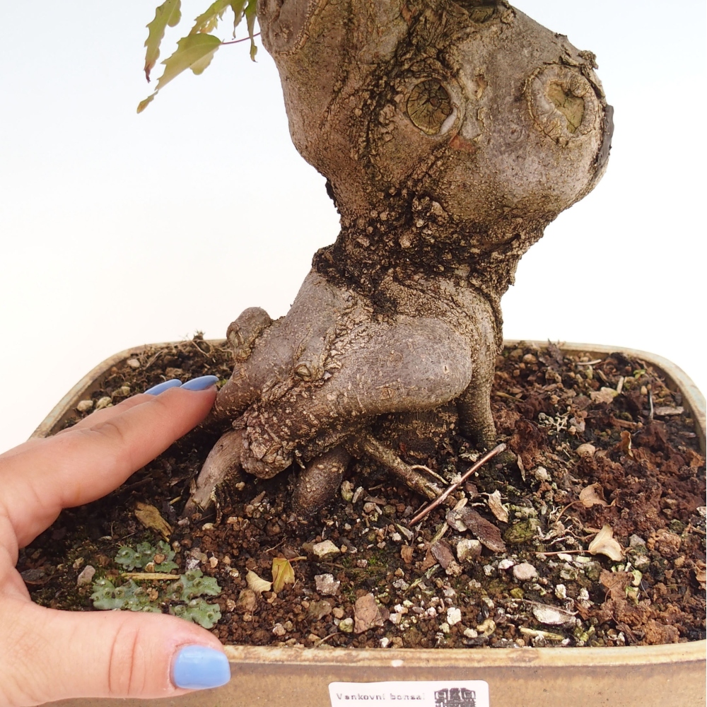 Vonkajšie bonsai - Javor Buergerianum - Javor Burgerův