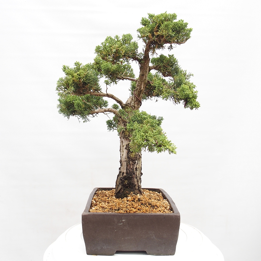 Vonkajší bonsai - Juniperus chinensis  - Borievka čínska 