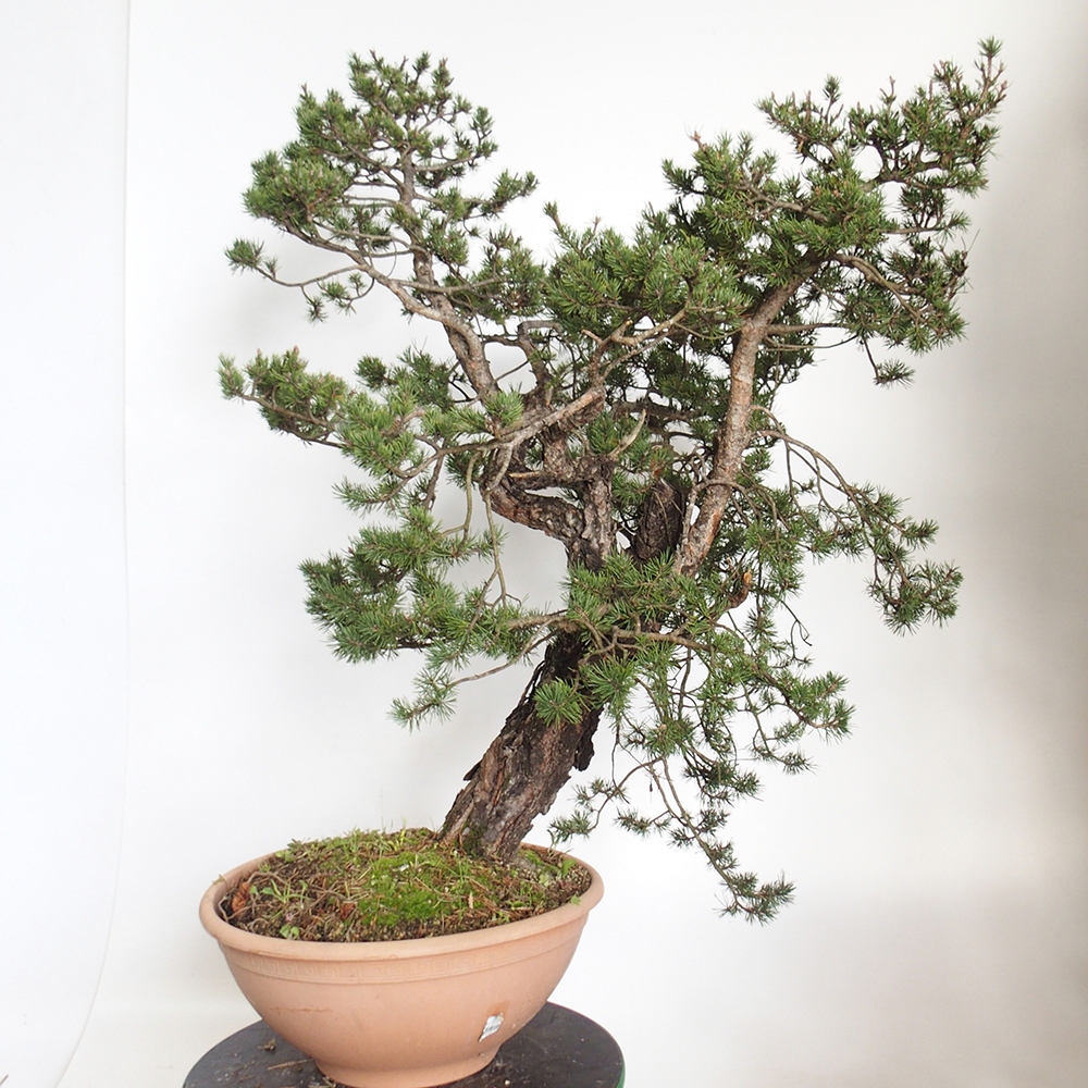 Yamadori - Pinus sylvestris Španielsko