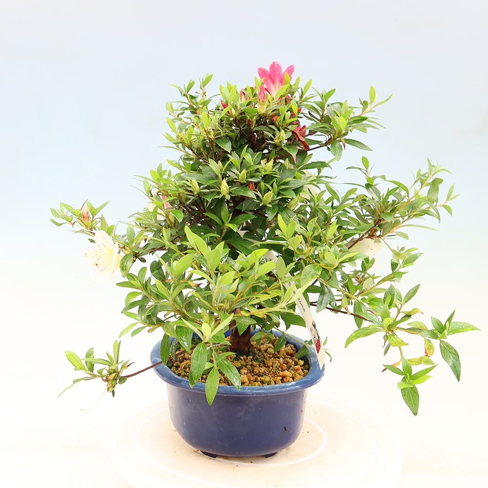 Vonkajšie bonsaje - Japonské azalky - Azalea Suigootome