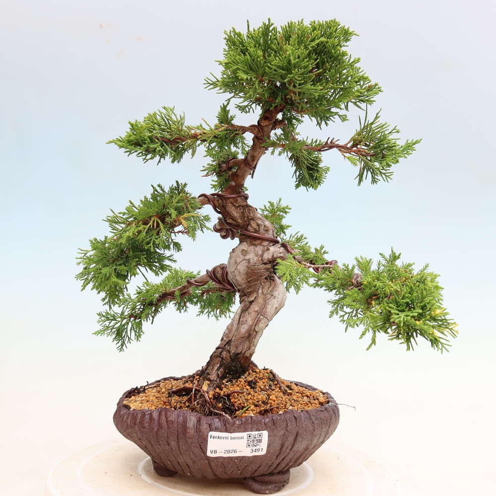 Vonkajší bonsai – Juniperus chinensis Itoigawa – čínsky jalovec