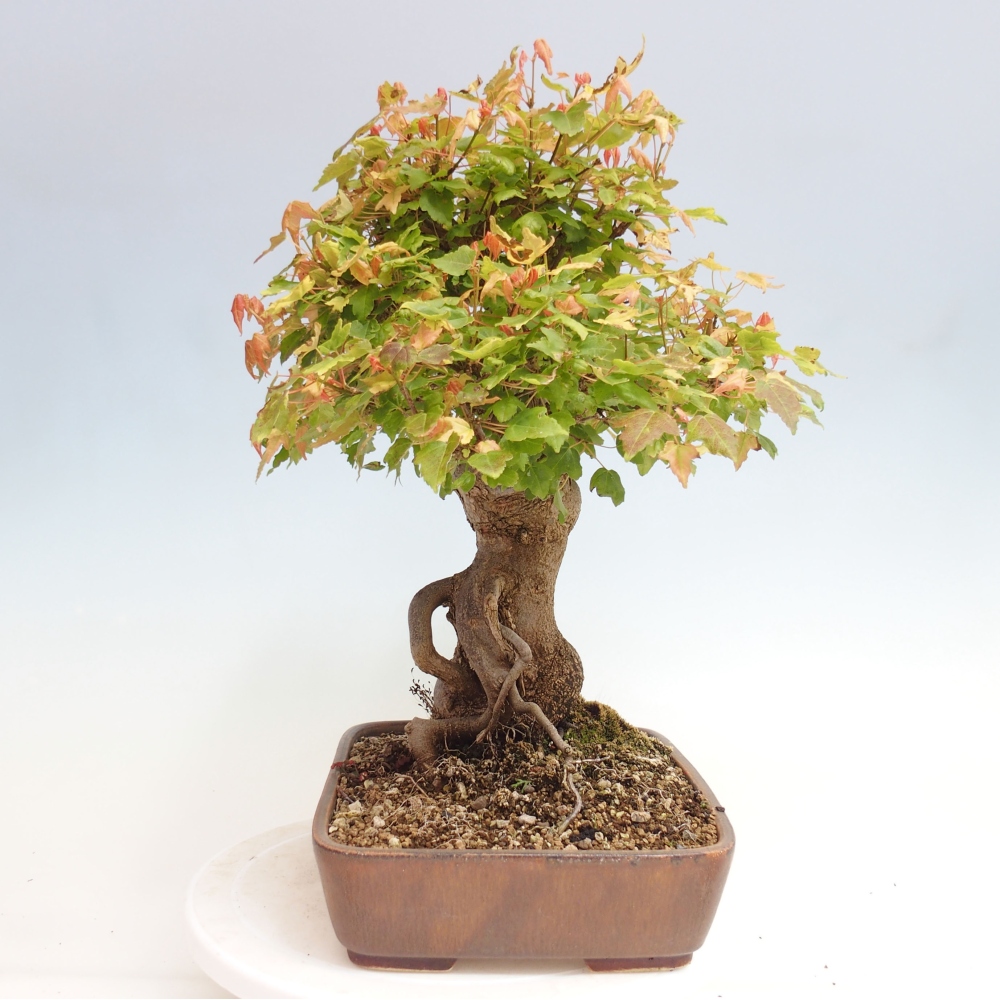 Vonkajšie bonsai - Javor Buergerianum - Javor Burgerův