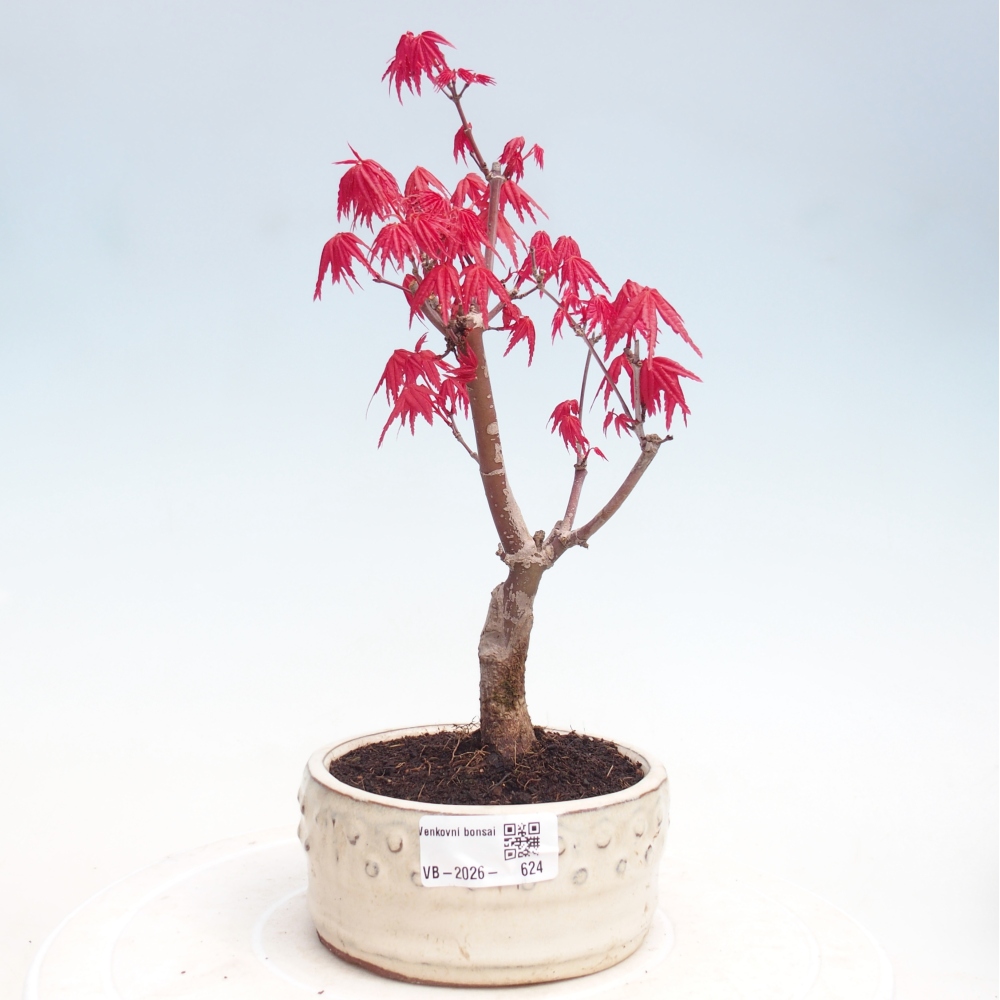 Vonkajší bonsaj - Acer palmatum DESHOJO