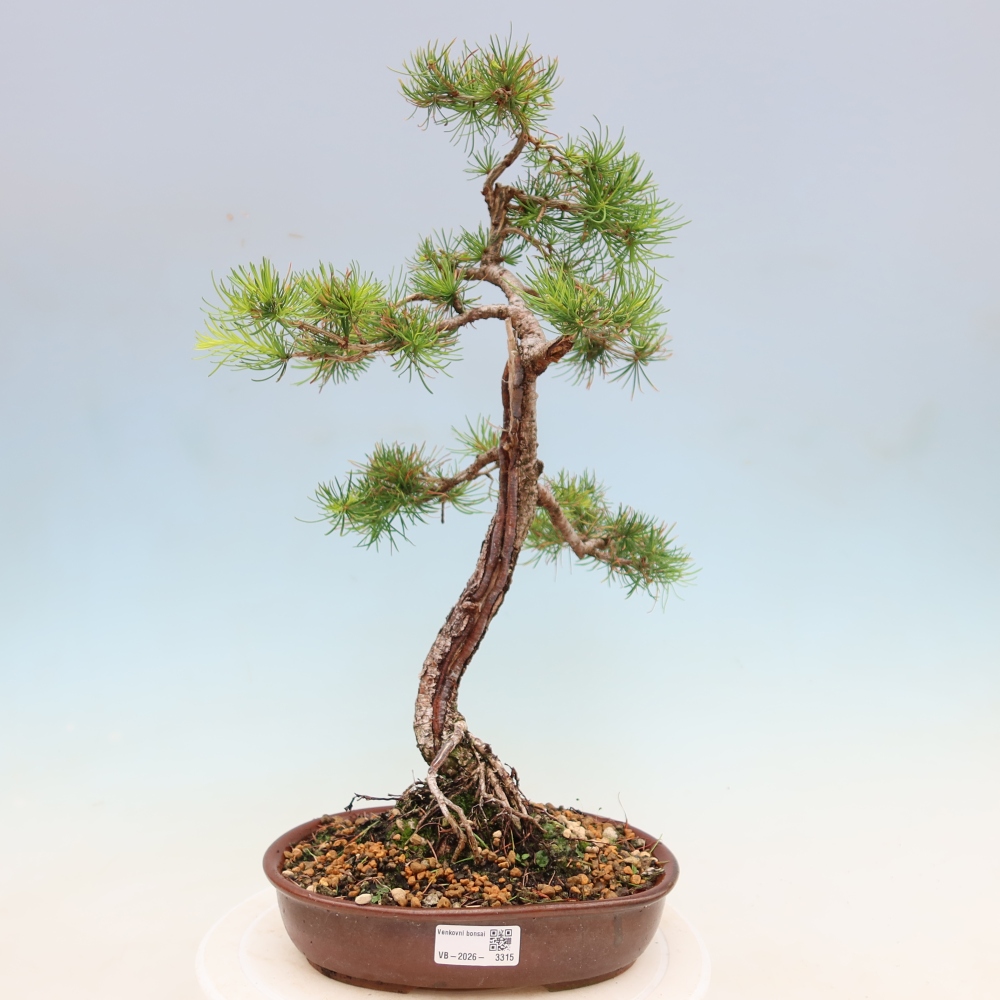 Vonkajšie bonsaje -Larix decidua - Smrekovec