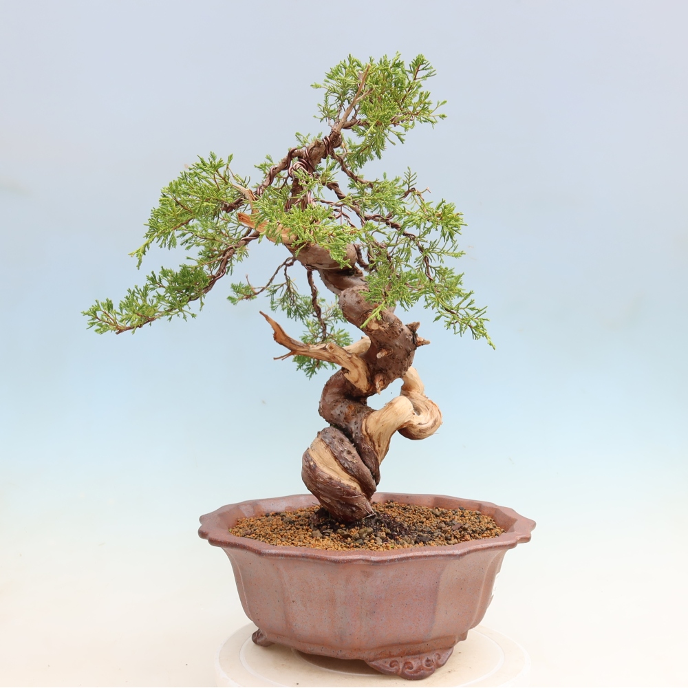 Vonkajší bonsai – Juniperus chinensis Itoigawa – čínsky jalovec