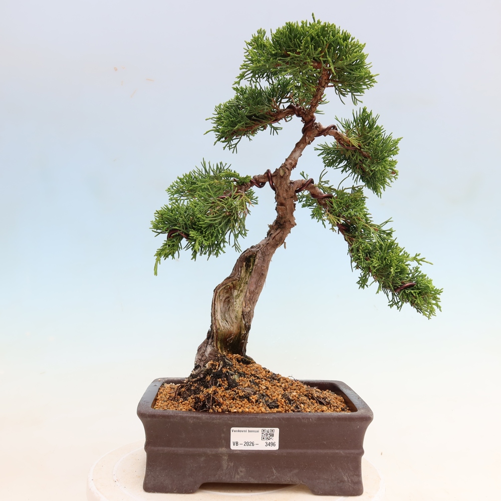 Vonkajší bonsai – Juniperus chinensis Itoigawa – čínsky jalovec