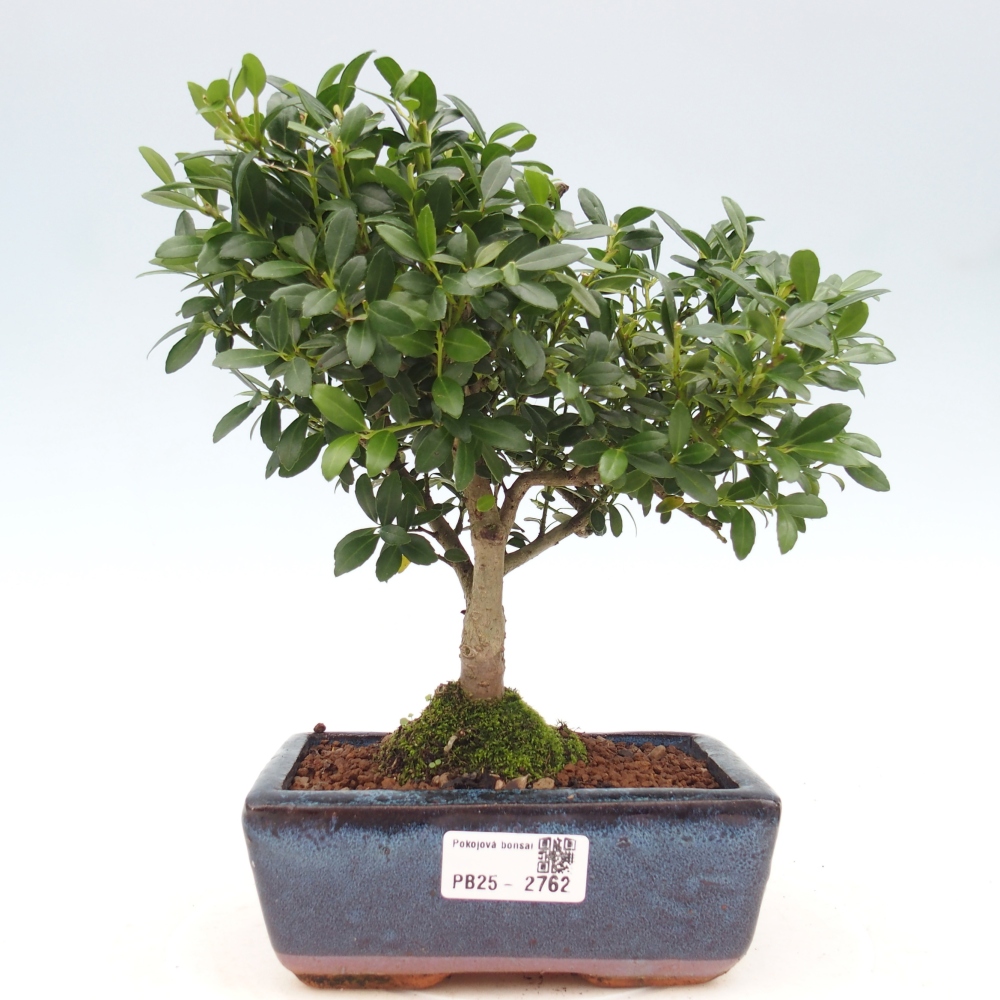 Servis bonsai - Ilex crenata - Cezmína