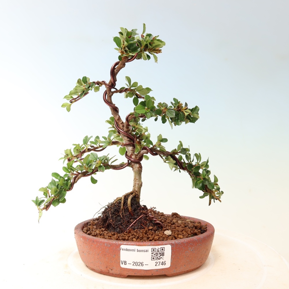 Vonkajšie bonsaje - Cotoneaster horizontalis - Skalnaté hory