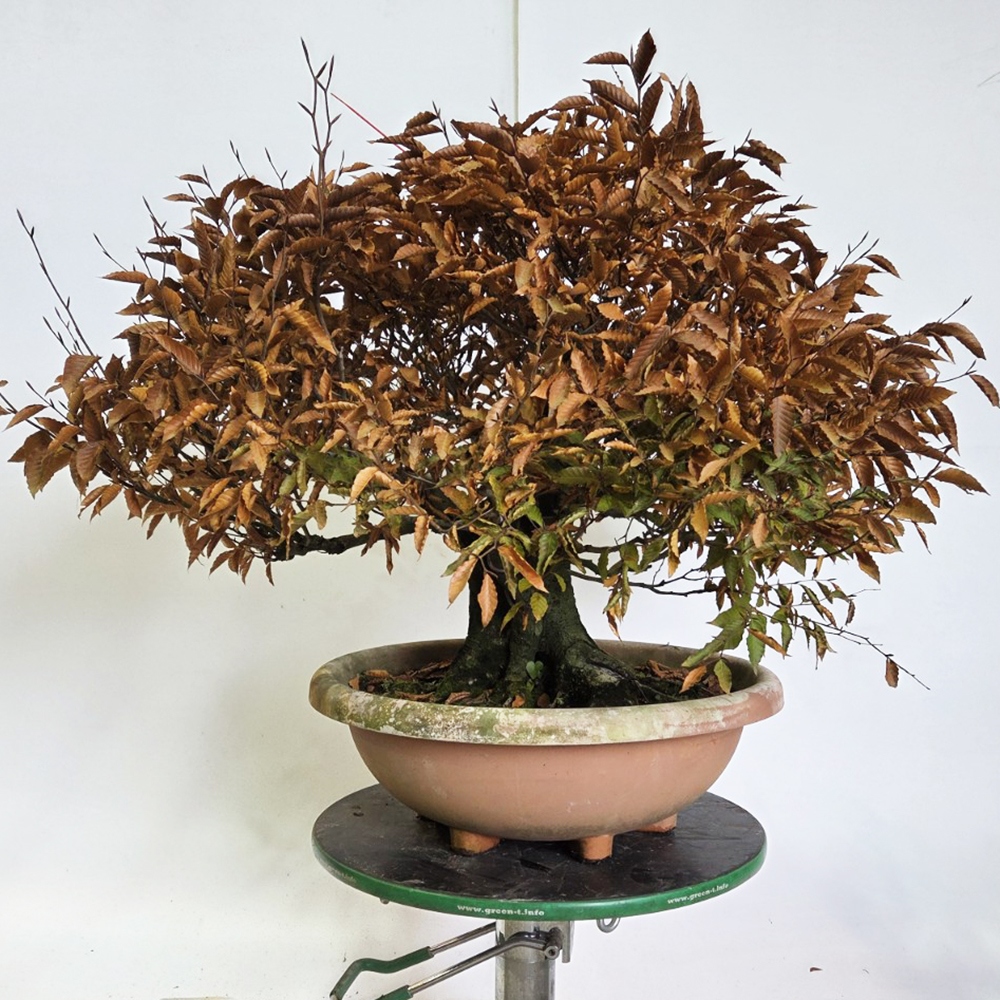 Vonkajšie bonsai -Fagus crenata