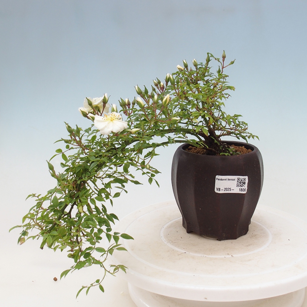 Vonkajší bonsai - Rosa Sea Foam - ruža