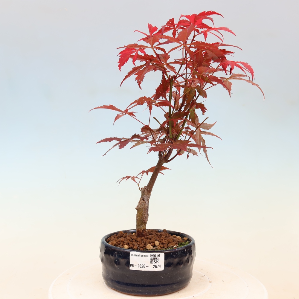 Vonkajšia bonsaj - palma Acer. Atropurpureum-Javor palmový