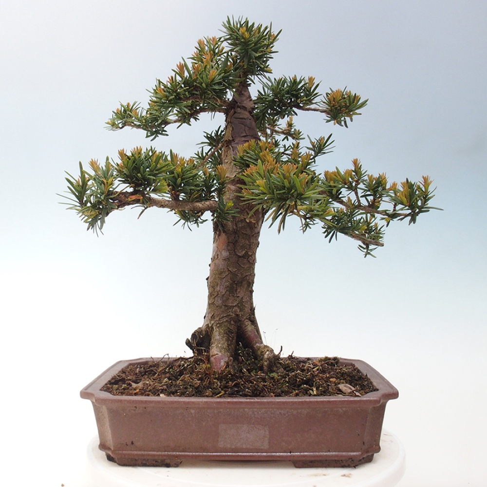 Vonkajší bonsai - Taxus cuspidata - Tis japonský