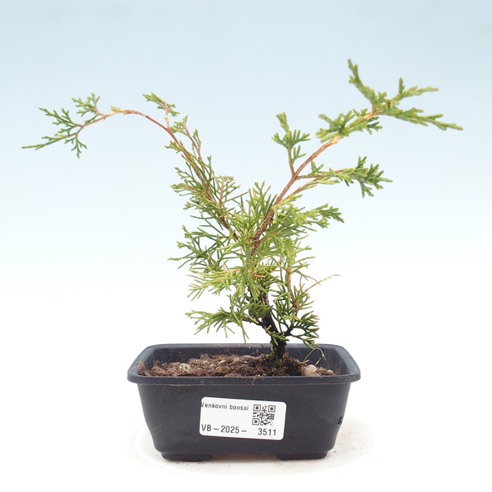 Vonkajší bonsaj - Juniperus chinensis Itoigawa
