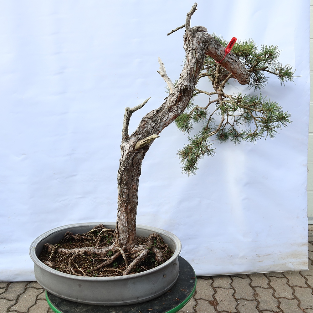 Pinus sylvestris Španielsko – borovica lesná